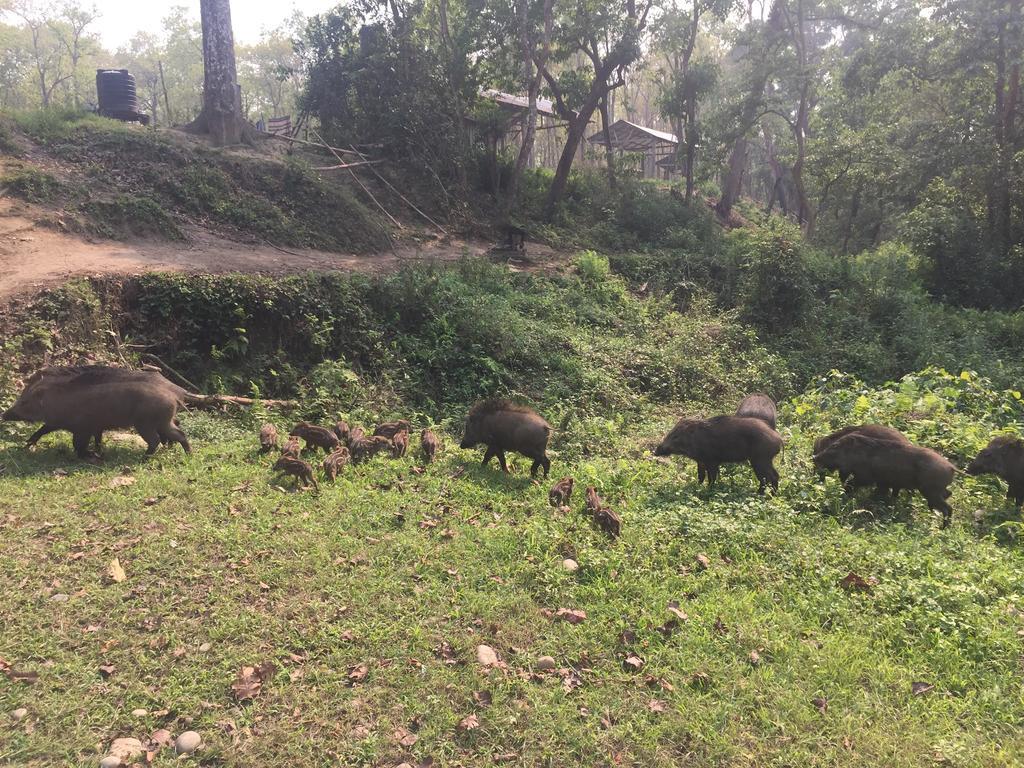 Chitwan Safari Camp & Lodge Sauraha Exterior foto